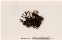 藏品(綿腹衣屬)的圖片